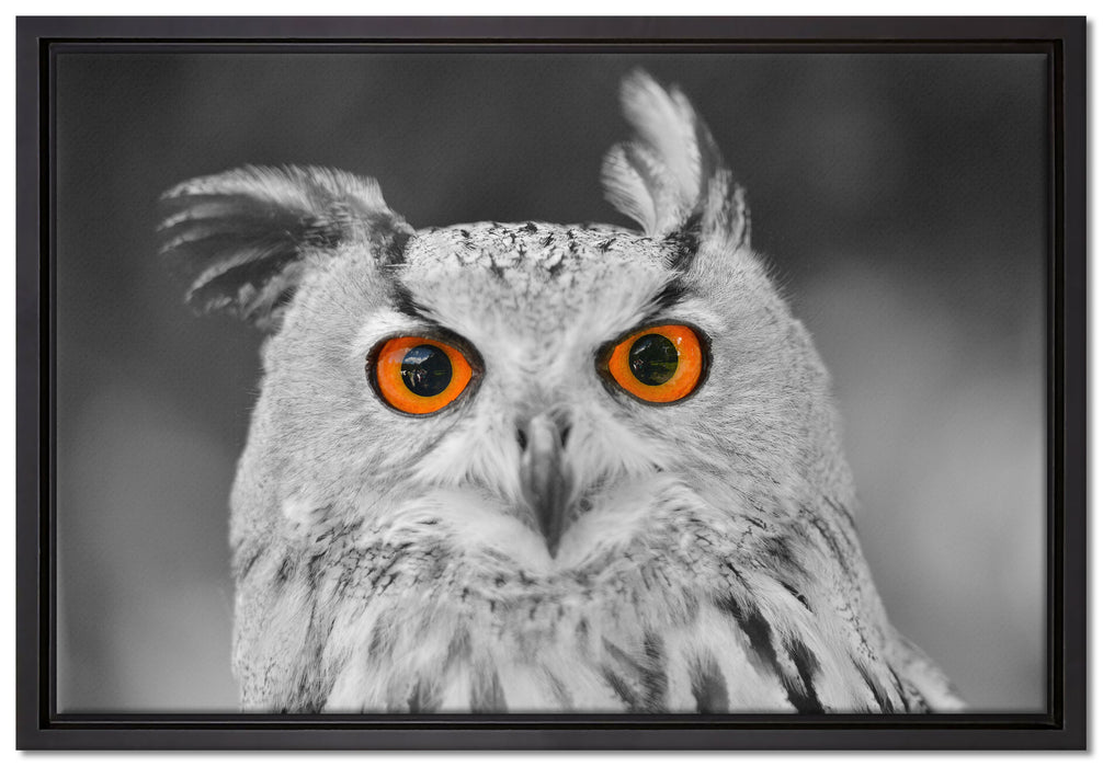 süßer Eulen Kauz auf Leinwandbild gerahmt Größe 60x40