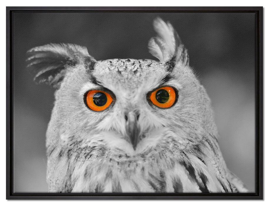 süßer Eulen Kauz auf Leinwandbild gerahmt Größe 80x60