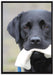 schwarzer Labrador mit Spielzeug auf Leinwandbild gerahmt Größe 100x70