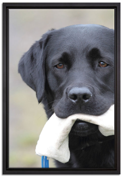 schwarzer Labrador mit Spielzeug auf Leinwandbild gerahmt Größe 60x40