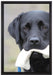 schwarzer Labrador mit Spielzeug auf Leinwandbild gerahmt Größe 60x40