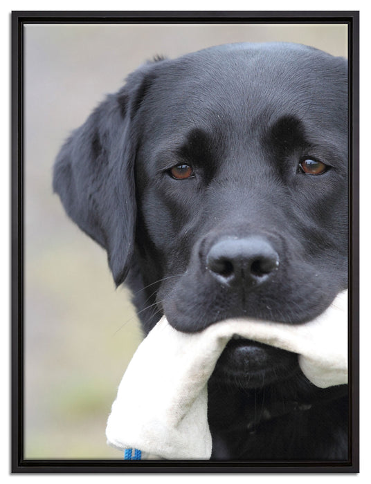 schwarzer Labrador mit Spielzeug auf Leinwandbild gerahmt Größe 80x60