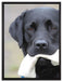 schwarzer Labrador mit Spielzeug auf Leinwandbild gerahmt Größe 80x60