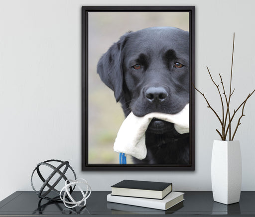 schwarzer Labrador mit Spielzeug auf Leinwandbild gerahmt mit Kirschblüten