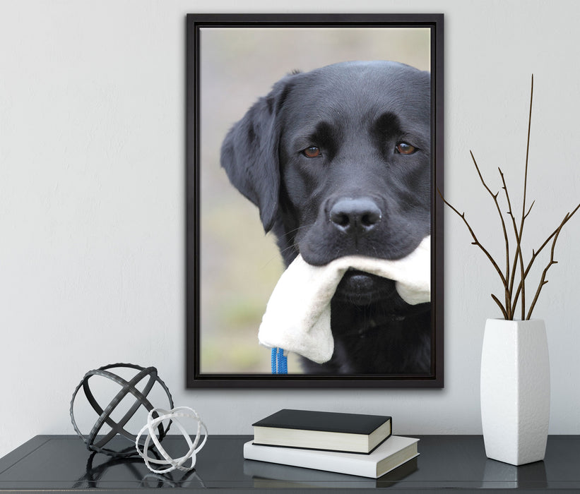 schwarzer Labrador mit Spielzeug auf Leinwandbild gerahmt mit Kirschblüten