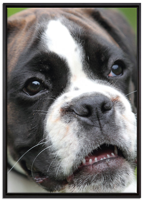 Deutscher Boxer Welpe auf Leinwandbild gerahmt Größe 100x70