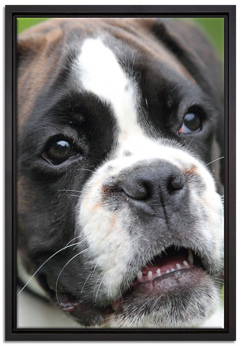 Deutscher Boxer Welpe auf Leinwandbild gerahmt Größe 60x40