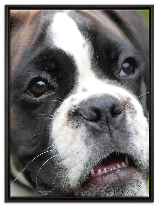 Deutscher Boxer Welpe auf Leinwandbild gerahmt Größe 80x60