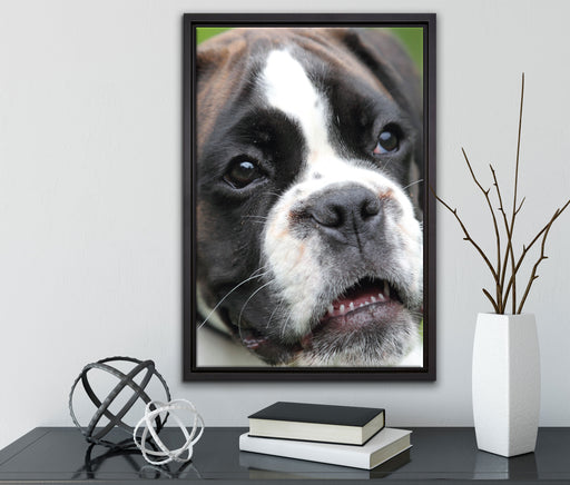 Deutscher Boxer Welpe auf Leinwandbild gerahmt mit Kirschblüten