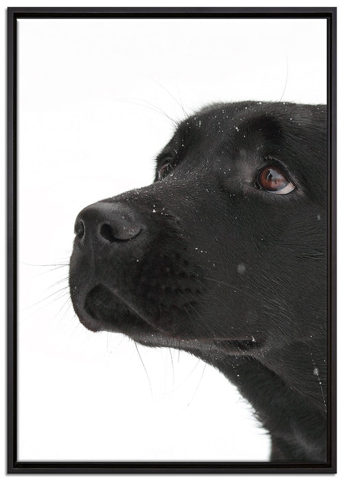 Schwarzer Labrador im Schnee auf Leinwandbild gerahmt Größe 100x70