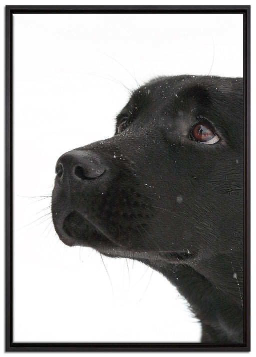 Schwarzer Labrador im Schnee auf Leinwandbild gerahmt Größe 100x70