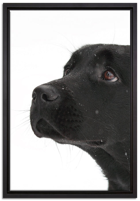 Schwarzer Labrador im Schnee auf Leinwandbild gerahmt Größe 60x40