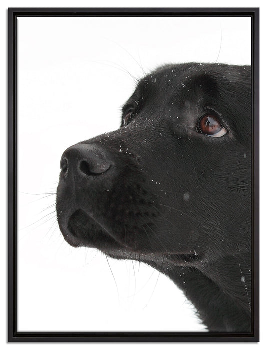 Schwarzer Labrador im Schnee auf Leinwandbild gerahmt Größe 80x60