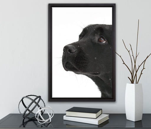 Schwarzer Labrador im Schnee auf Leinwandbild gerahmt mit Kirschblüten