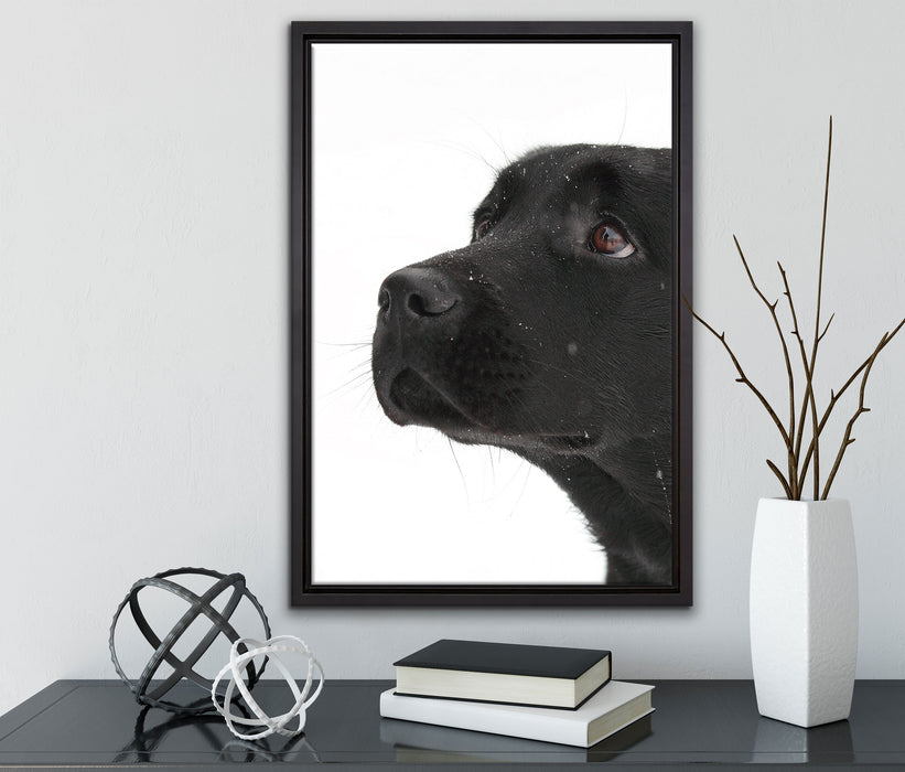 Schwarzer Labrador im Schnee auf Leinwandbild gerahmt mit Kirschblüten