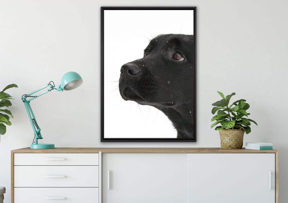 Schwarzer Labrador im Schnee auf Leinwandbild gerahmt verschiedene Größen im Wohnzimmer