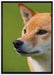 Finnen-Spitz Hund im Gras auf Leinwandbild gerahmt Größe 100x70