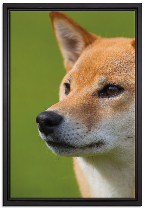 Finnen-Spitz Hund im Gras auf Leinwandbild gerahmt Größe 60x40