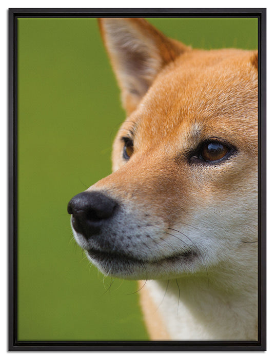 Finnen-Spitz Hund im Gras auf Leinwandbild gerahmt Größe 80x60