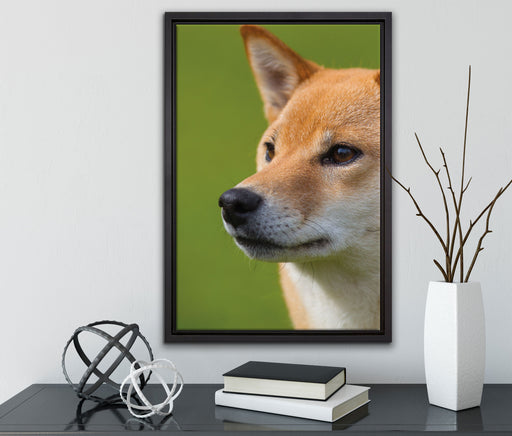 Finnen-Spitz Hund im Gras auf Leinwandbild gerahmt mit Kirschblüten