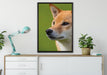 Finnen-Spitz Hund im Gras auf Leinwandbild gerahmt verschiedene Größen im Wohnzimmer