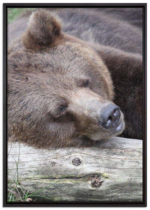 Bär schläft auf Baumstamm auf Leinwandbild gerahmt Größe 100x70