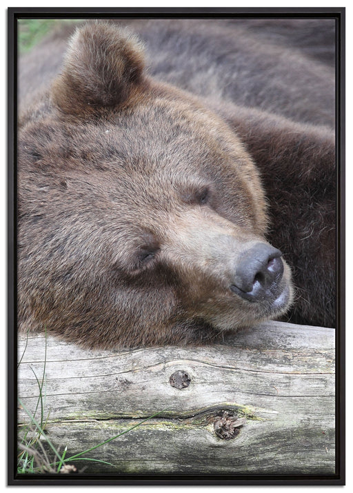 Bär schläft auf Baumstamm auf Leinwandbild gerahmt Größe 100x70