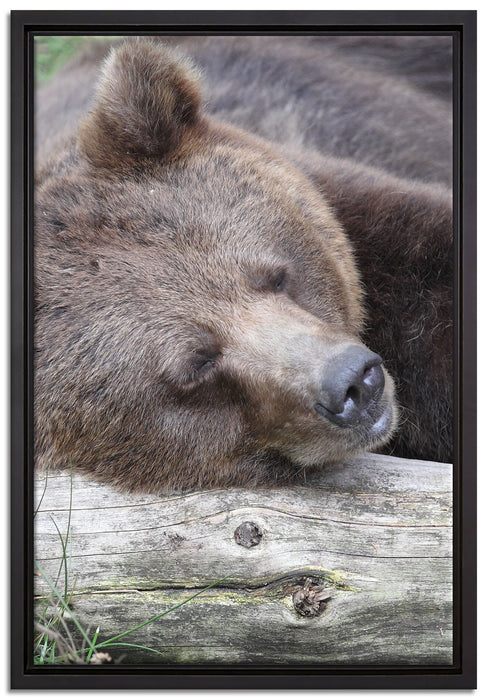Bär schläft auf Baumstamm auf Leinwandbild gerahmt Größe 60x40