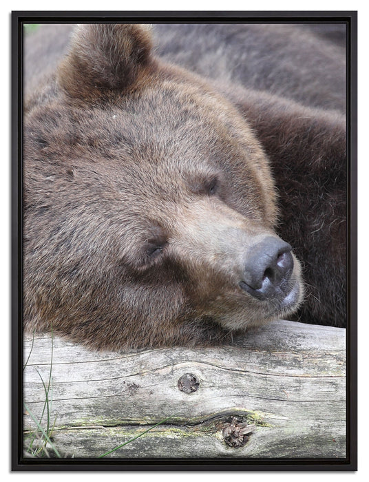 Bär schläft auf Baumstamm auf Leinwandbild gerahmt Größe 80x60