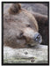 Bär schläft auf Baumstamm auf Leinwandbild gerahmt Größe 80x60
