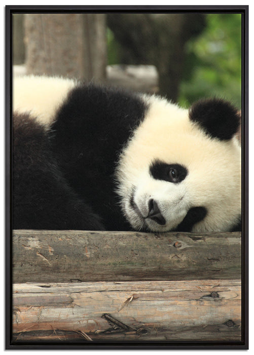 süßer kleiner Pandabär auf Leinwandbild gerahmt Größe 100x70