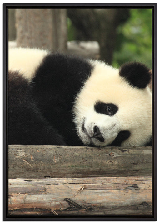 süßer kleiner Pandabär auf Leinwandbild gerahmt Größe 100x70