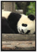 süßer kleiner Pandabär auf Leinwandbild gerahmt Größe 100x70