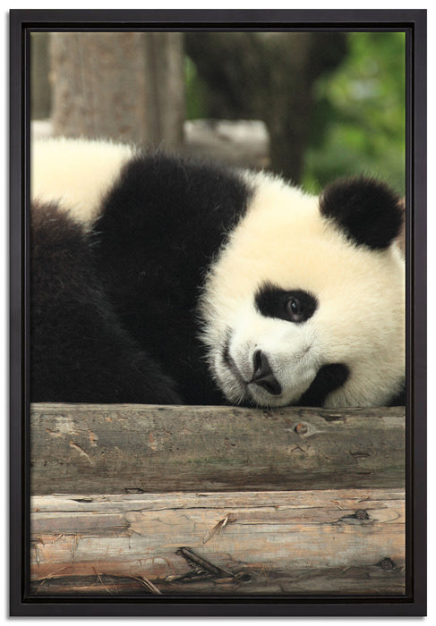 süßer kleiner Pandabär auf Leinwandbild gerahmt Größe 60x40