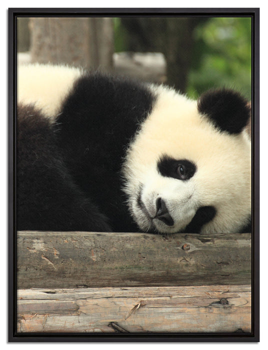 süßer kleiner Pandabär auf Leinwandbild gerahmt Größe 80x60