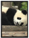 süßer kleiner Pandabär auf Leinwandbild gerahmt Größe 80x60