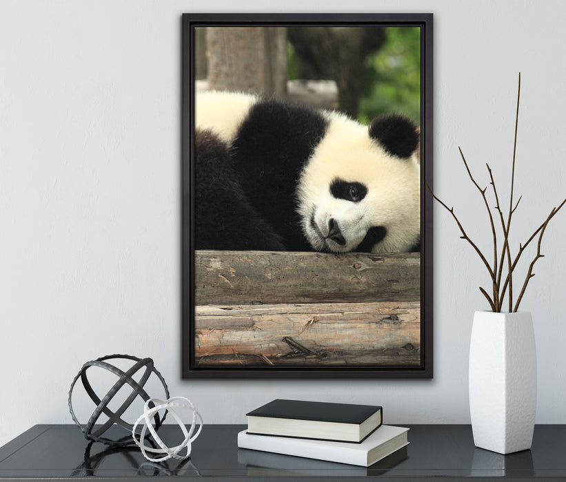 süßer kleiner Pandabär auf Leinwandbild gerahmt mit Kirschblüten