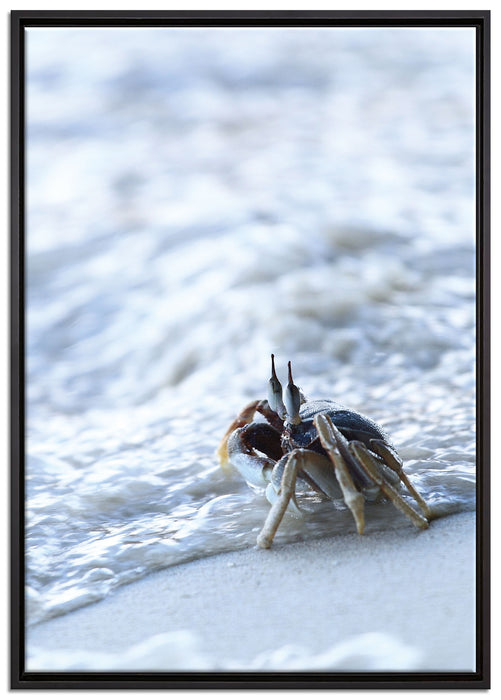 kleine Krabbe am Strand auf Leinwandbild gerahmt Größe 100x70