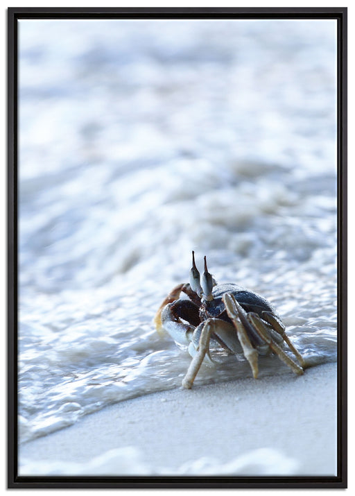 kleine Krabbe am Strand auf Leinwandbild gerahmt Größe 100x70