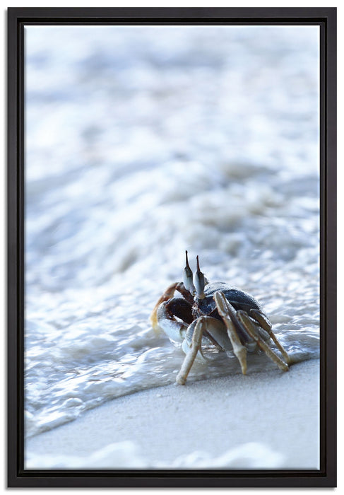kleine Krabbe am Strand auf Leinwandbild gerahmt Größe 60x40
