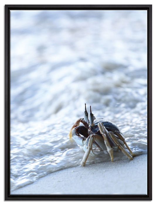 kleine Krabbe am Strand auf Leinwandbild gerahmt Größe 80x60