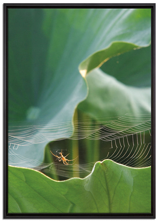 Spinnennetz zwischen Blättern auf Leinwandbild gerahmt Größe 100x70