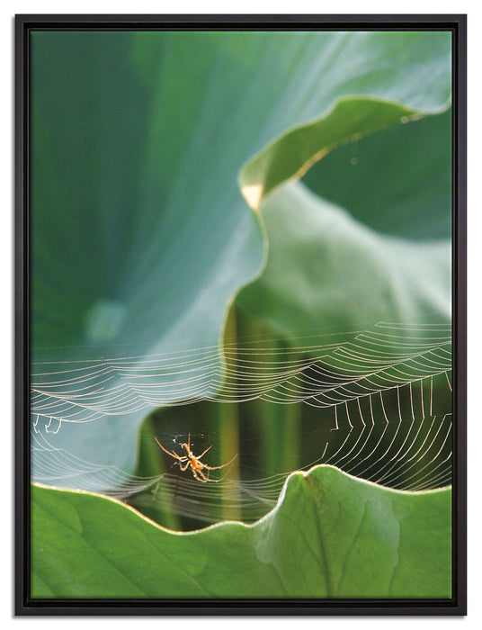 Spinnennetz zwischen Blättern auf Leinwandbild gerahmt Größe 80x60