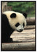 Panda auf Holzstämmen auf Leinwandbild gerahmt Größe 100x70