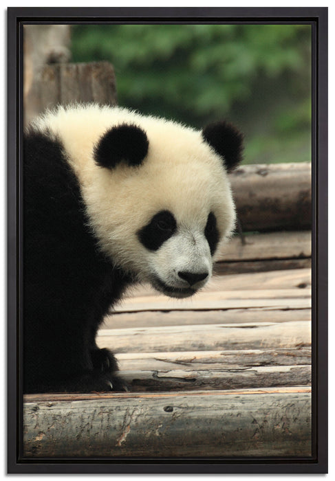 Panda auf Holzstämmen auf Leinwandbild gerahmt Größe 60x40