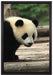 Panda auf Holzstämmen auf Leinwandbild gerahmt Größe 60x40