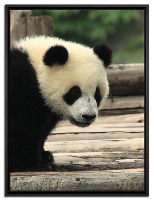 Panda auf Holzstämmen auf Leinwandbild gerahmt Größe 80x60