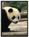 Panda auf Holzstämmen auf Leinwandbild gerahmt Größe 80x60