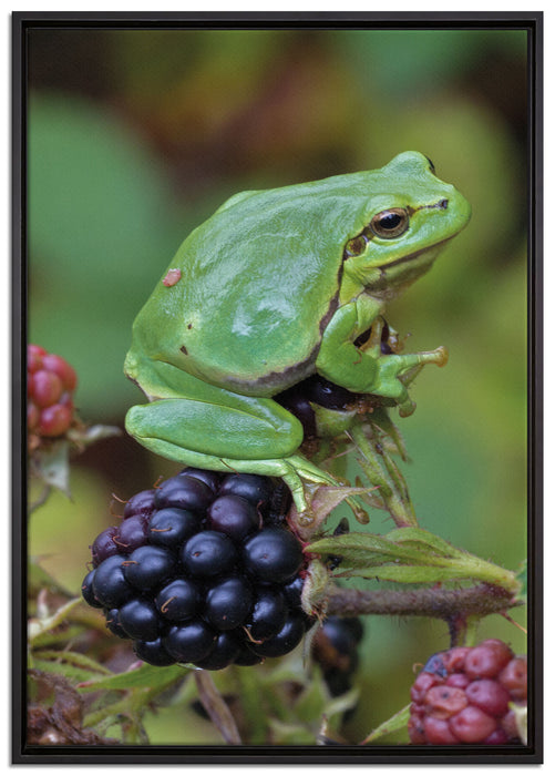 kleiner Frosch auf Brombeerstrauch auf Leinwandbild gerahmt Größe 100x70