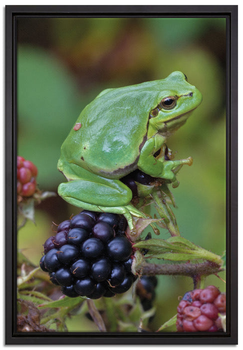 kleiner Frosch auf Brombeerstrauch auf Leinwandbild gerahmt Größe 60x40